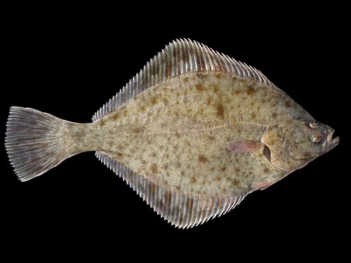 European flounder
